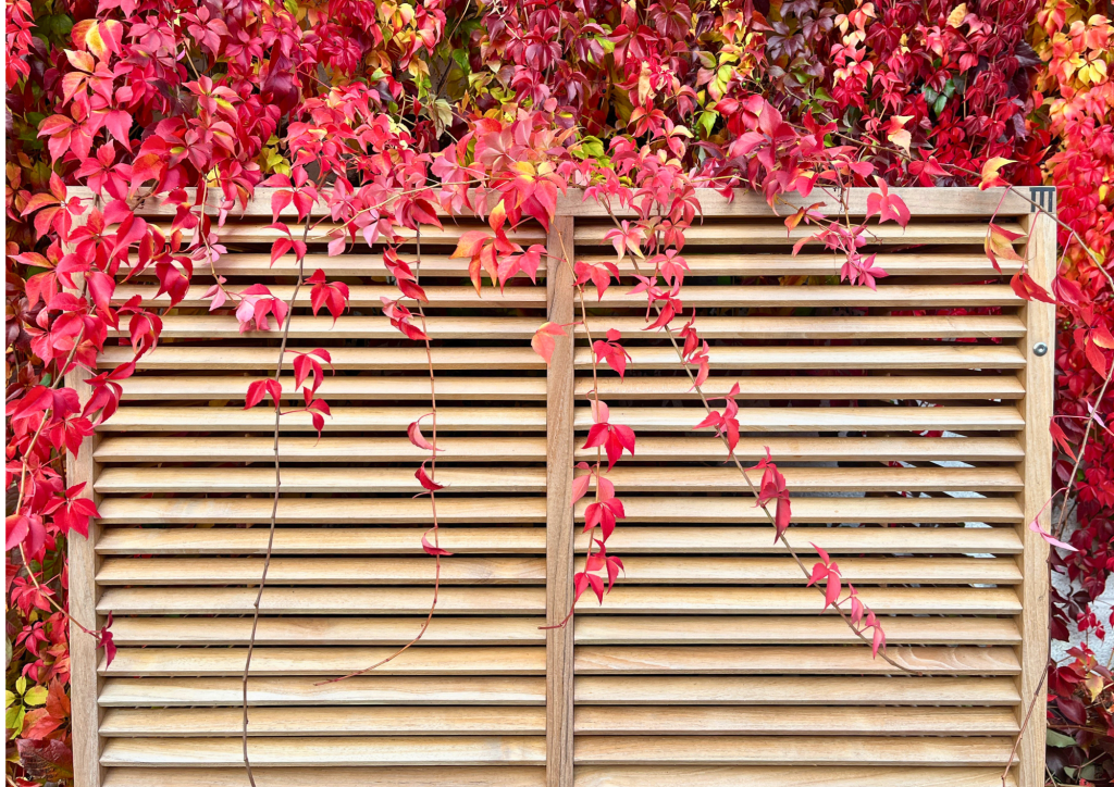 Cache de climatisation en teck devant une vigne vierge rouge en automne